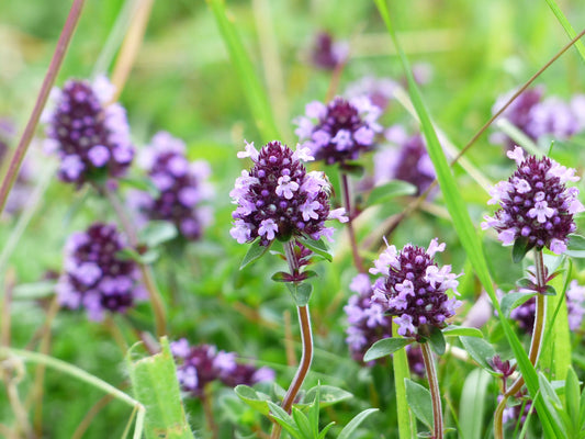 🌿Spanish Thyme Honey Blossom The Golden Elixir: Exploring the Benefits🌿🍯🍯🍯